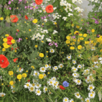 Einen eigenen Kräutergarten anlegen