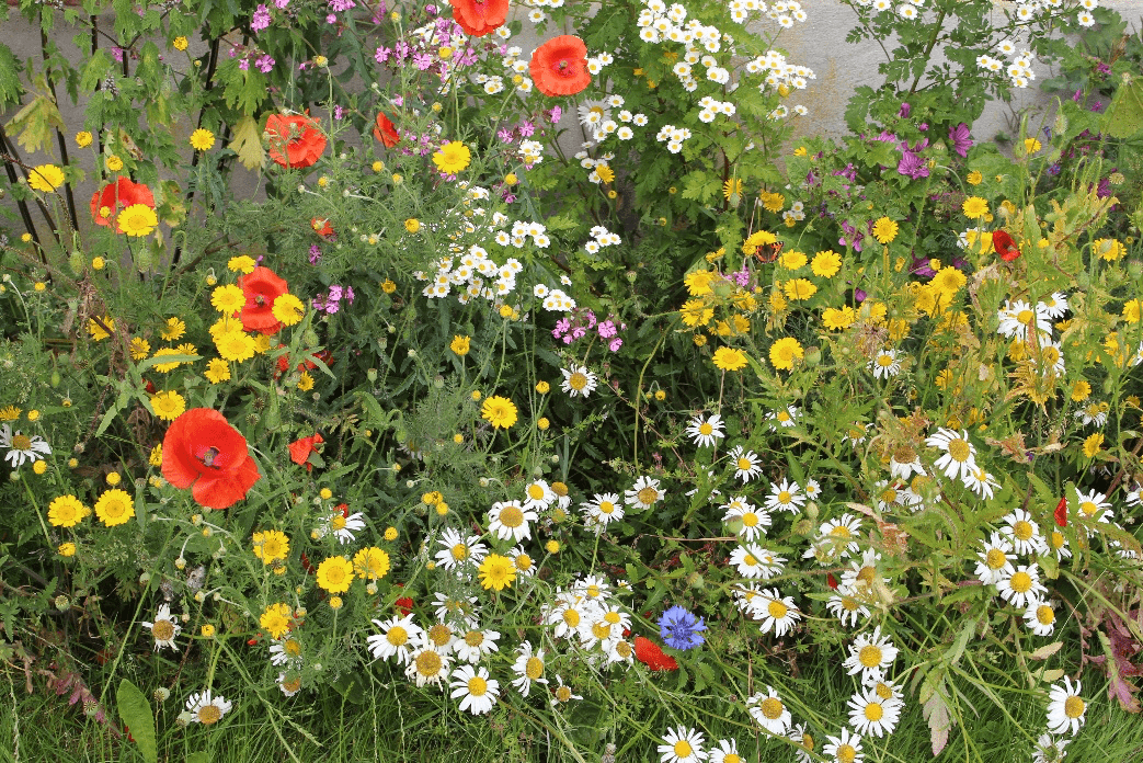 Einen eigenen Kräutergarten anlegen